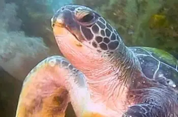 Mikiura Diving Service – Owase – Mie-ken imagens do carrossel (1)