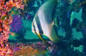 Mikiura Diving Service – Owase – Mie-ken imagens do carrossel (2)