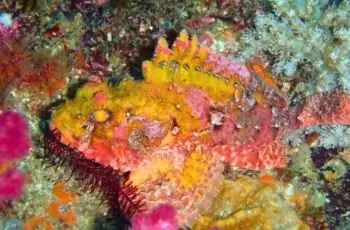 Top Diving - kumano - carrossel de imagens (1)