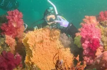 Top Diving - kumano - carrossel de imagens (2)