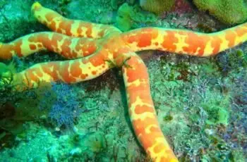 Top Diving - kumano - carrossel de imagens (3)