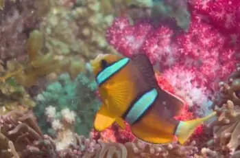 Top Diving - kumano - carrossel de imagens (4)